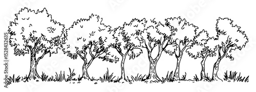 dense grove of leafy trees in summer doodle vector sketch