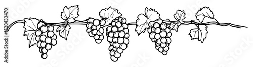 grapevine branch with bunches of grapes