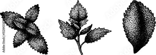 Intricate botanical stippling ink illustrations of leaves and herbs