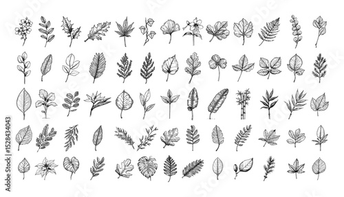 sketched leaf variety set with herbs and twigs