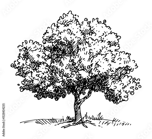 realistic broadleaf tree with detailed canopy