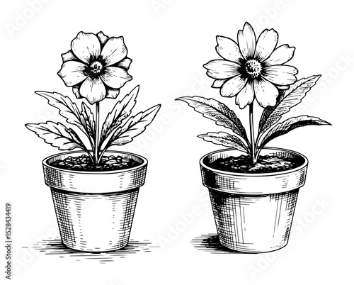 flower pots with blooming flowers hand drawn style