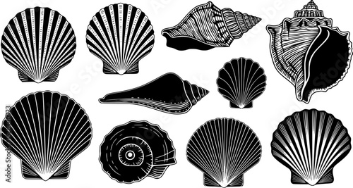 set vector various Seashell silhouettes
