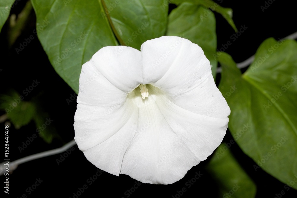 Obraz premium Large white flower.