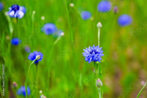 Vivid blue flowers blooming in a lush green field during springtime in nature