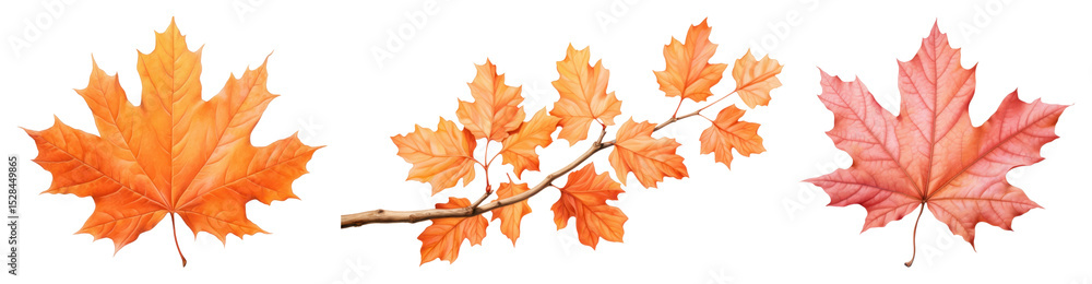 Obraz premium PNG Vibrant autumn maple leaves illustration, element set on transparent background