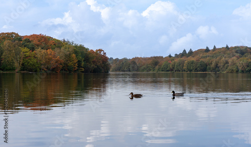 ducks in the lake