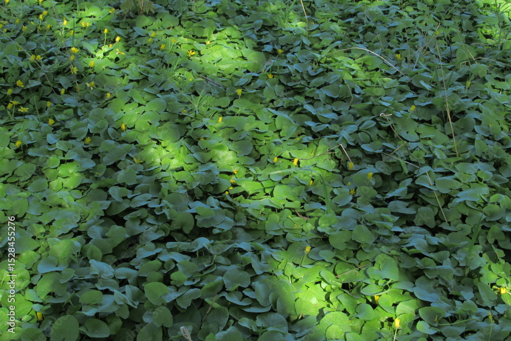 green leaves in the garden green leaves in the garden