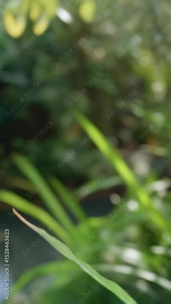 Delicate pink flower inflorescence against a blurred background of green foliage in the gentle sunlight, macro focus Delicate pink flower inflorescence against a blurred background of green foliage in the gentle sunlight, macro focus