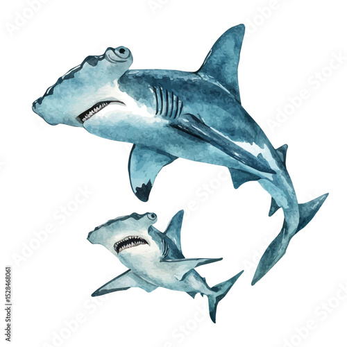 A Mother Hammerhead Shark With Her Kid, watercolor illustration vector, high quality, isolated on a white background.