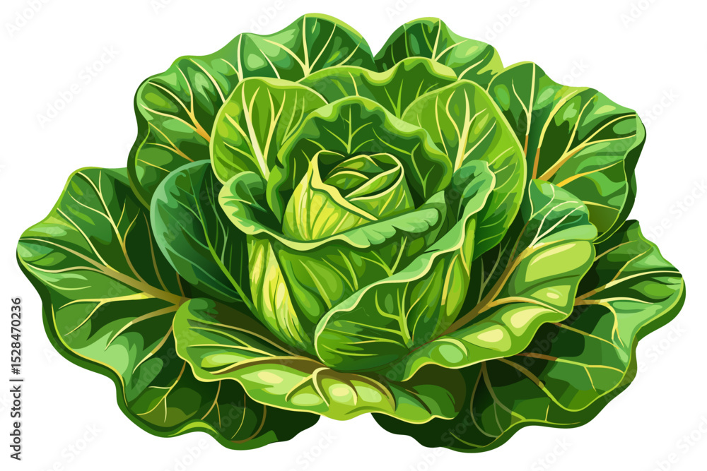 Fototapeta premium vector of Close-up of lettuce detailing leaves and flesh, white background.