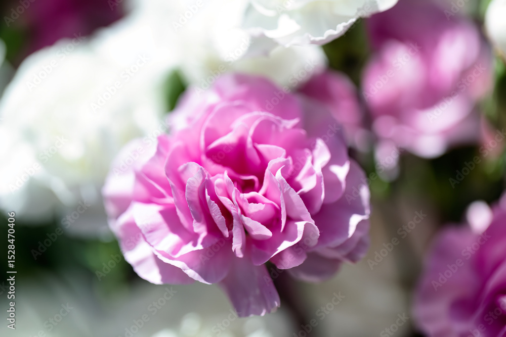 Close up of blooming pink carnation flowers in filled frame format background with other different colorful flowers Close up of blooming pink carnation flowers in filled frame format background with other different colorful flowers