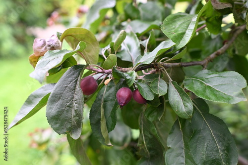Red unripe apples on the branche