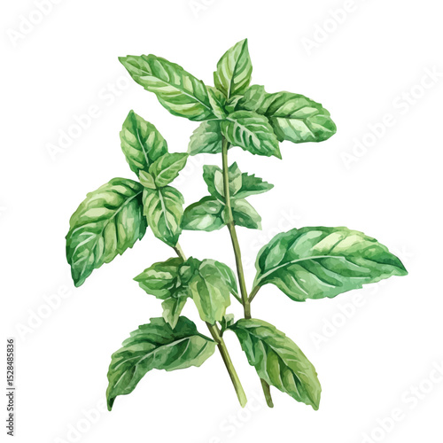 A Mint Plant, watercolor vector, high quality, isolated on a white background.