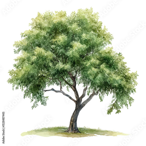 A Mesquite Tree, watercolor illustration vector, high quality, isolated on a white background.