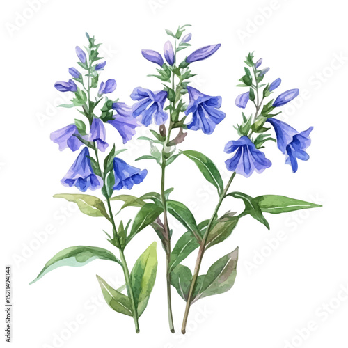 watercolor of A Lobelia Plant, vector high quality, isolated on a white background.