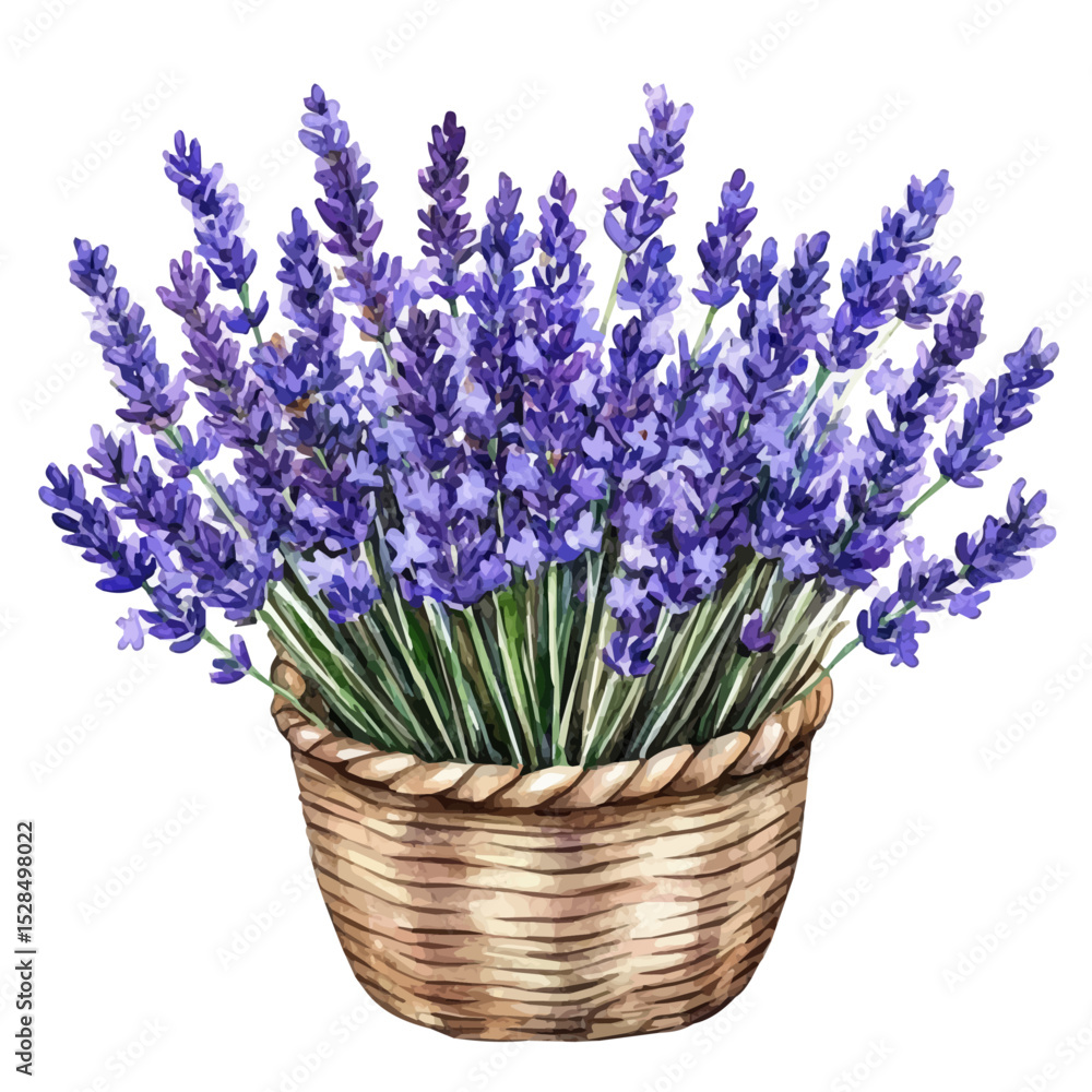 Obraz premium A Lavender Flower Basket, watercolor drawing vector, high quality, isolated on a white background.