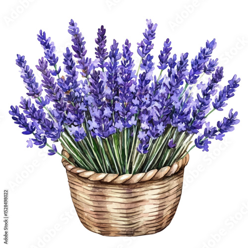 A Lavender Flower Basket, watercolor drawing vector, high quality, isolated on a white background.