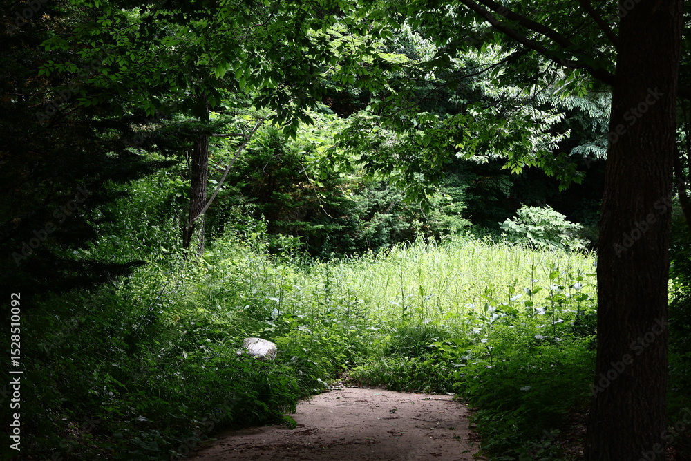 Obraz premium Forest Path
