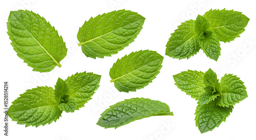 Collection of fresh green mint leaves isolated on white background