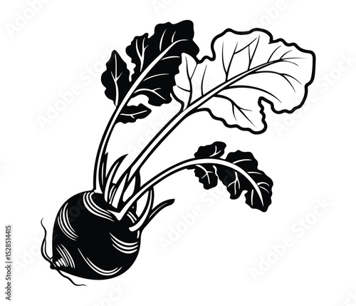 Root Vegetable Vector Art with Leafy Greens, Black Kohlrabi Vector, Kohlrabi Plant Silhouette, Botanical Kohlrabi Vegetable, Organic Kohlrabi Icon.