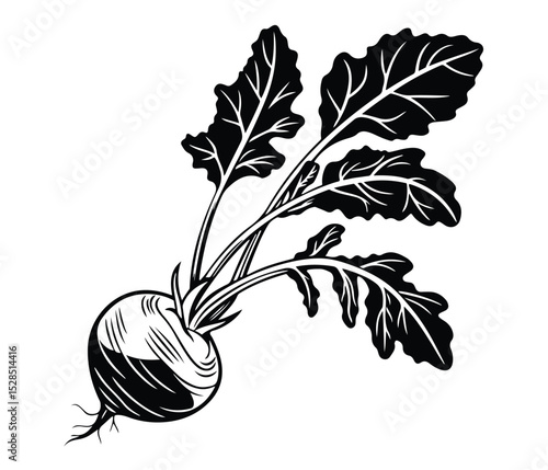 Root Vegetable Vector Art with Leafy Greens, Black Kohlrabi Vector, Kohlrabi Plant Silhouette, Botanical Kohlrabi Vegetable, Organic Kohlrabi Icon.