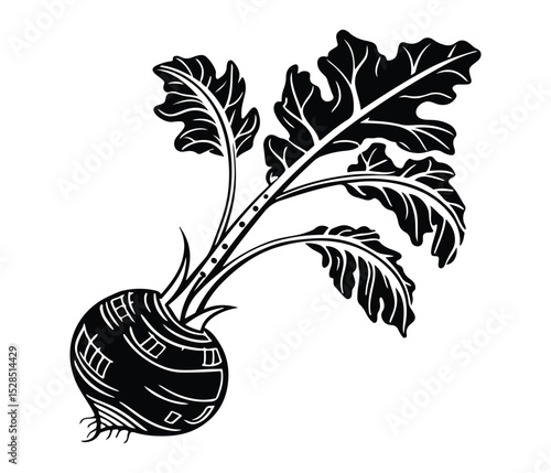 Root Vegetable Vector Art with Leafy Greens, Black Kohlrabi Vector, Kohlrabi Plant Silhouette, Botanical Kohlrabi Vegetable, Organic Kohlrabi Icon.