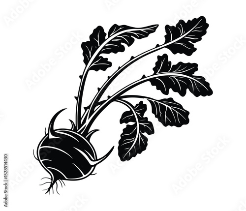 Root Vegetable Vector Art with Leafy Greens, Black Kohlrabi Vector, Kohlrabi Plant Silhouette, Botanical Kohlrabi Vegetable, Organic Kohlrabi Icon.
