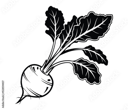 Root Vegetable Vector Art with Leafy Greens, Black Kohlrabi Vector, Kohlrabi Plant Silhouette, Botanical Kohlrabi Vegetable, Organic Kohlrabi Icon.