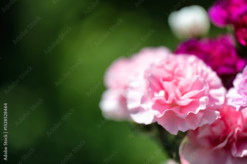 Close up of a selected blooming colorful pink carnation flower among others flowers in background with ample copy space Close up of a selected blooming colorful pink carnation flower among others flowers in background with ample copy space