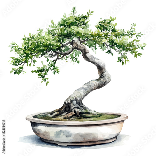 A Hackberry Bonsai, watercolor vector, high quality, isolated on a white background.