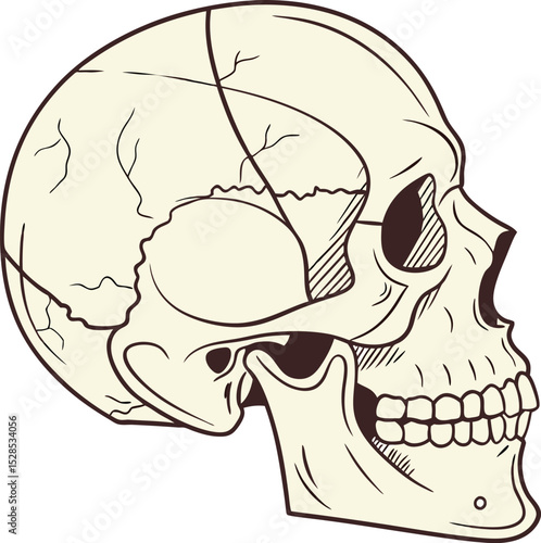 Human Skull Anatomy Side View Illustration