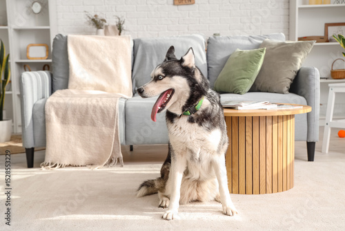 Cute Husky dog in living room