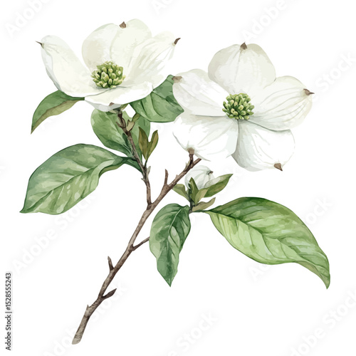 A Dogwood Plant, watercolor drawing vector, high quality, isolated on a white background.