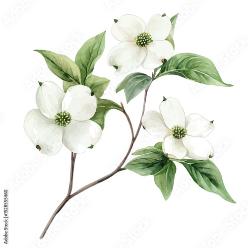 watercolor of A Dogwood Plant, vector high quality, isolated on a white background.