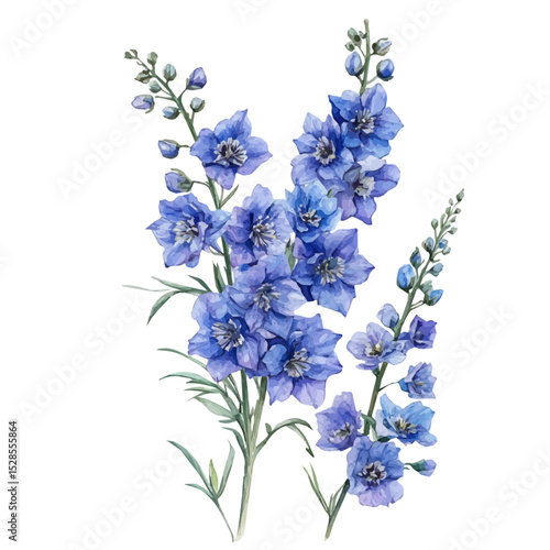 A Delphinium Plant, watercolor drawing vector, high quality, isolated on a white background.