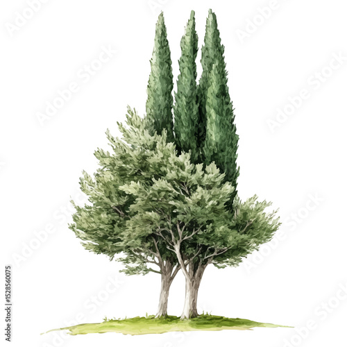 A Cypress Tree, watercolor clipart vector, high quality, isolated on a white background.