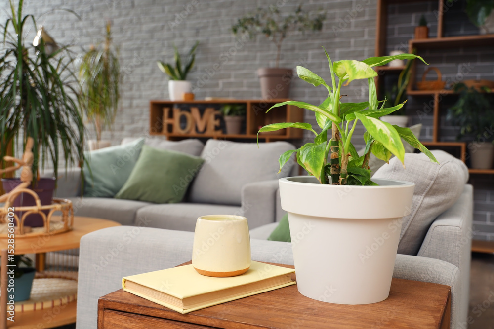 Fototapeta premium Green plant with book on table in living room, closeup