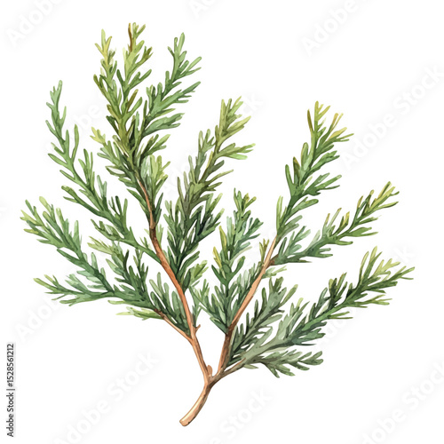 A Cypress Plant, watercolor illustration vector, high quality, isolated on a white background.