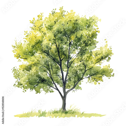 watercolor of A Cottonwood Tree, vector high quality, isolated on a white background.