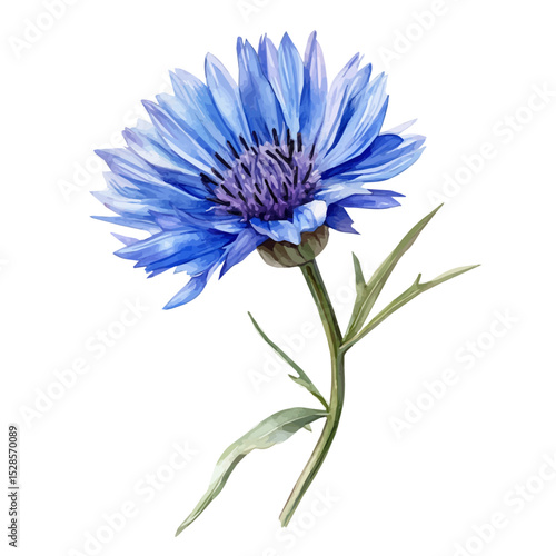 A Cornflower Stem, watercolor illustration vector, high quality, isolated on a white background.