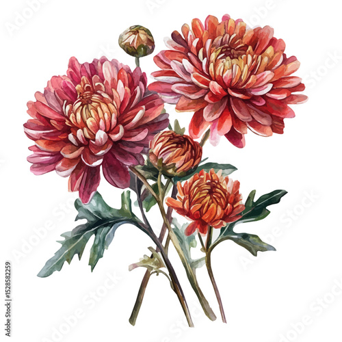 A Chrysanthemum Bouquet, watercolor illustration vector, high quality, isolated on a white background.