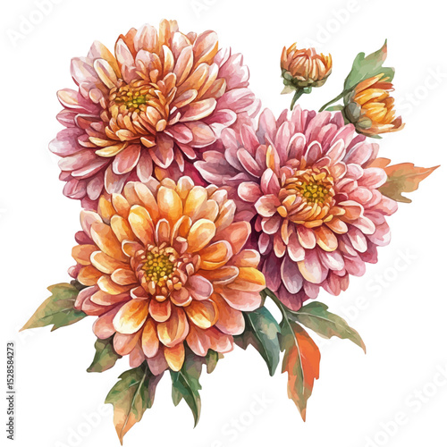 A Chrysanthemum Bouquet, watercolor painting vector, high quality, isolated on a white background.