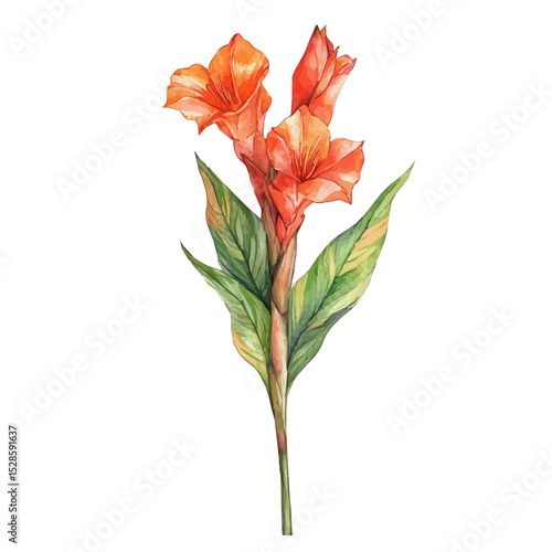 watercolor vector of A Canna Lily Stem, high quality, isolated on a white background.