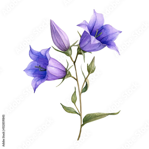A Campanula Stem, watercolor vector, isolated on a white background.