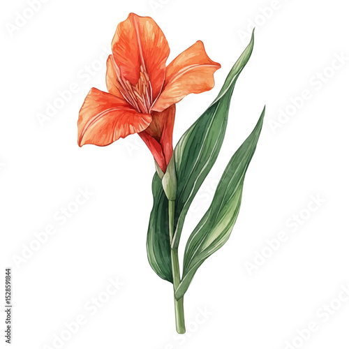 A Canna Lily Stem, watercolor painting vector, high quality, isolated on a white background.