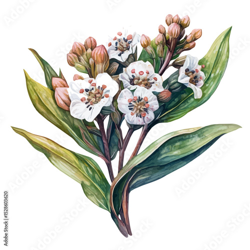 A Bogbean Bouquet, watercolor drawing vector, high quality, isolated on a white background.