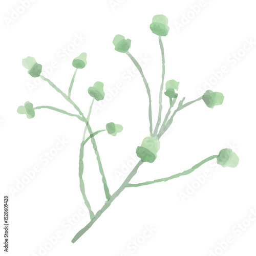 green plant isolated on white