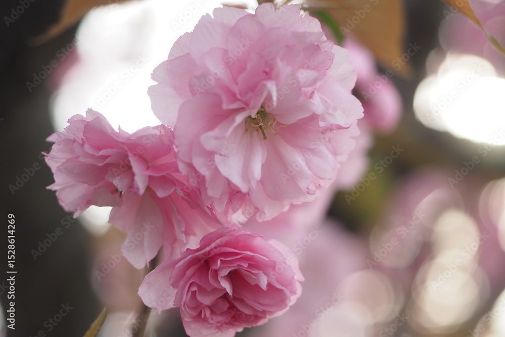 Fototapeta premium cherry blossom
