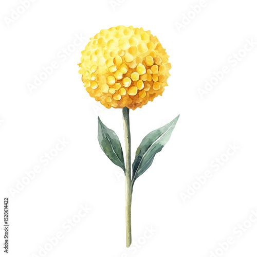 A Billy Button Stem, watercolor clipart vector, high quality, isolated on a white background.